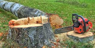 Best Firewood Processing and Delivery  in Albemarle, NC