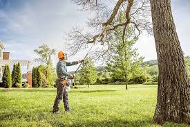 Professional Tree Care in Albemarle, NC