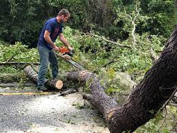 Best Seasonal Cleanup (Spring/Fall)  in Albemarle, NC