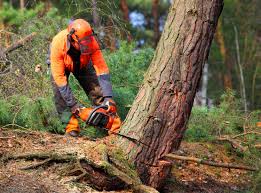 Seasonal Cleanup (Spring/Fall) in Albemarle, NC