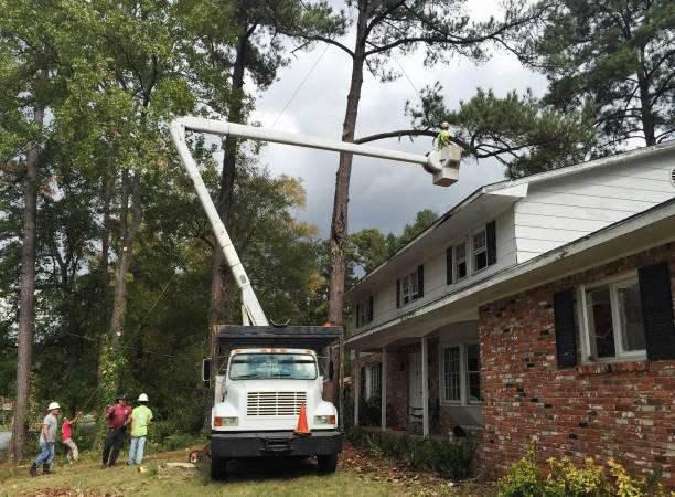Best Tree Maintenance Programs  in Albemarle, NC