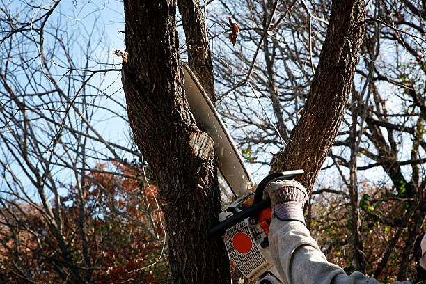 How Our Tree Care Process Works  in  Albemarle, NC