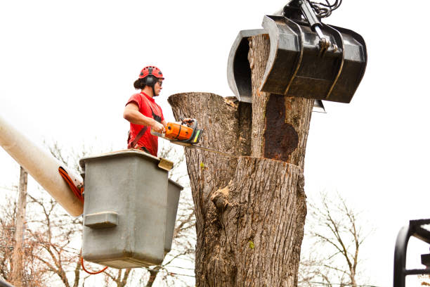 Best Utility Line Clearance  in Albemarle, NC